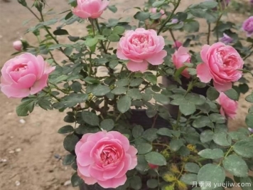 挑选盆栽月季花，有哪些小技巧呢？