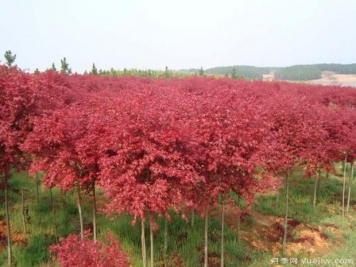 美国红枫的扦插条件及环境要求