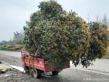 看叶子如何区分桂花树的品种？