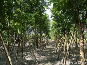 朴树种植和养护的四大注意事项