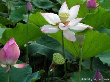 荷花苗几月份种植 荷花繁殖方法和技术要点
