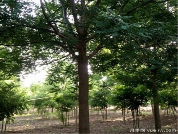 国槐能够镇宅吗 国槐树有哪些风水之说