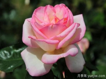 月季叶子发蔫的解决方法
