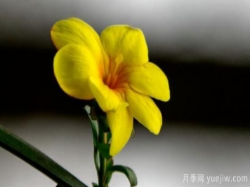 春天开哪些花