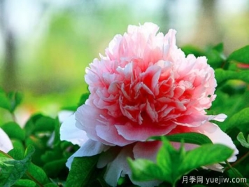 常见的牡丹品种介绍