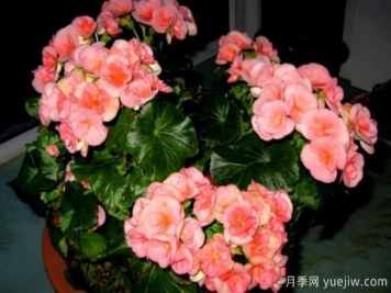 海棠花Zui具特色的6个品种