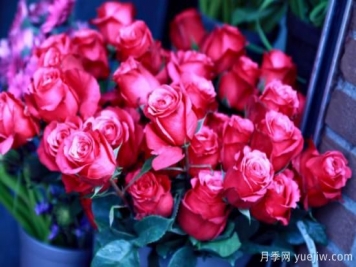 5种花卉代表的寓意及花语