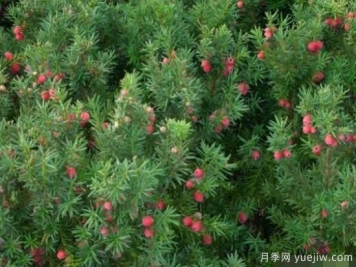 红豆杉的扦插繁殖和播种繁殖，病虫防治