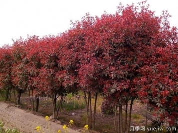 如何防止红叶石楠树枯死？