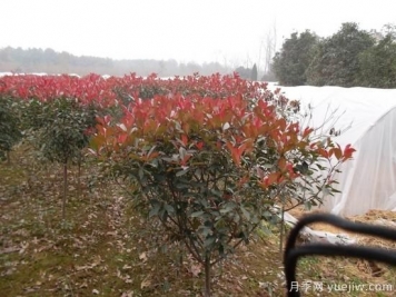 红叶石楠苗圃土壤的消毒方法