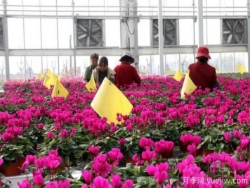 扬州高邮：每天发货30万株，花工厂绽放乡村振兴致富花