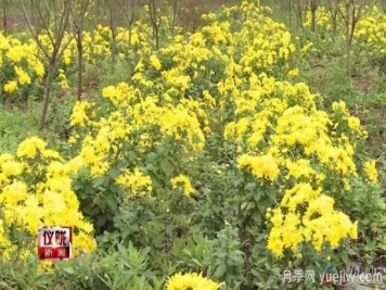 南充仪陇：芭蕉乡友种植贡菊700亩 朵朵飘香说丰收