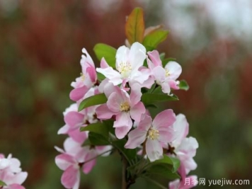 园林绿化树种海棠的品种和介绍