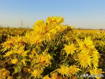 周口商水：小菊花开成乡村振兴“黄金花”