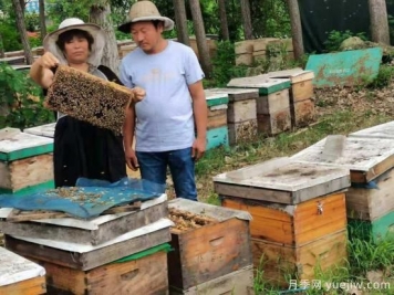 南阳邓州养蜂女状元王书霞，技术指导帮乡亲致富