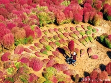 吕梁柳林：种植扫帚草 红了山富了民