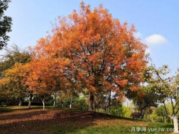 黄连木适合什么地区种植，北方可以种植吗？