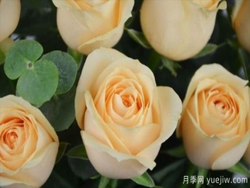 香槟色玫瑰花代表什么寓意意思？钟情又优雅
