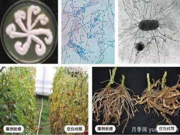 植物根结线虫病难对付？生物农药有办法