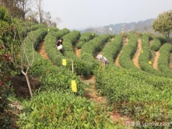 信阳商城：积极创建高山茶标准化生产基地