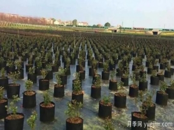 育苗容器影响苗木生长吗？应该如何选择容器苗？