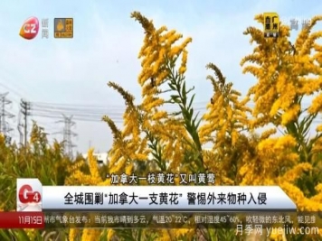 广州湖北河南…多地遭“一枝黄花”入侵，见到要铲除