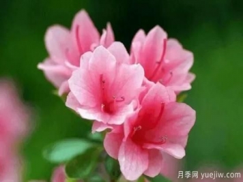杜鹃花怎么养护家庭养护方法