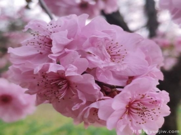 中国10大名花排行榜，你喜欢的花卉上榜了吗