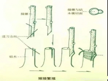 花木嫁接的具体操作方法和嫁接后管理