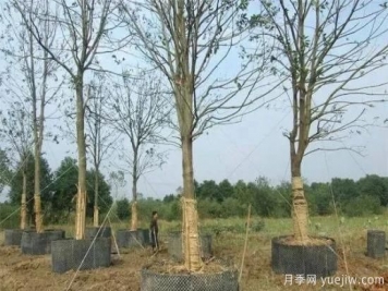 容器苗与传统的大地育苗相比，优点显而易见