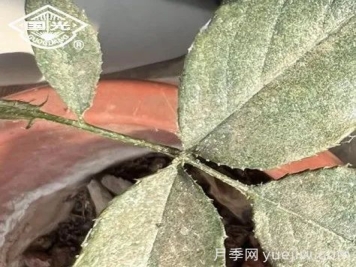 常见月季虫害防治技术大全，赶快收藏