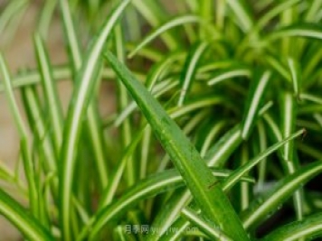 室内喜阴的四个植物
