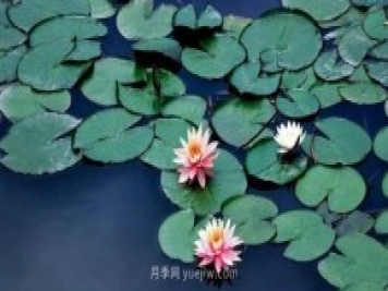 城市河道治理中常用的浮叶植物