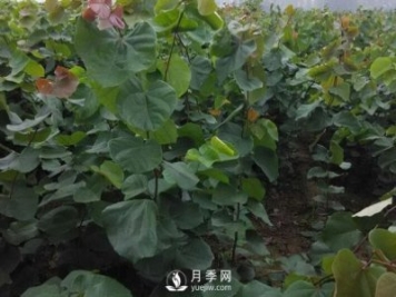 巨紫荆种植基地讲述它的生态习性以及园林用途