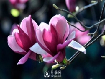红玉兰黑斑病病症及防治方法介绍