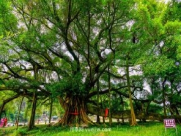2021花卉苗木行业最火爆的十种苗木和用途