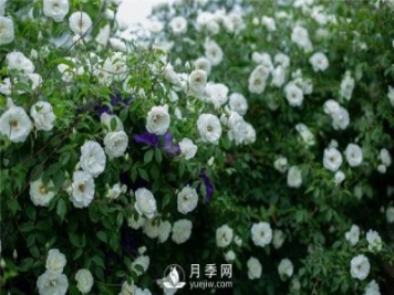 9个漂亮的花园藤本月季推荐