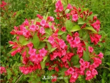 市场前景大好的6种忍冬科植物，你家苗圃有吗？