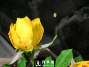 月季花期能不能施肥？用什么肥月季长的好看开花又多？