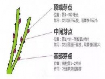家庭盆栽的月季如何正确的修剪