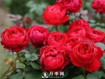 8个有浓郁香气的月季品种推荐
