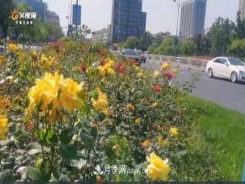 浙江义乌：一路花开城市景 百万月季开满城