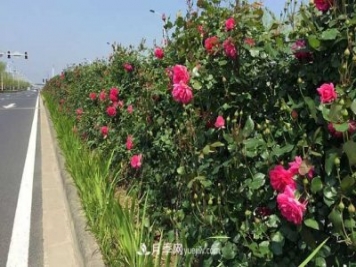 养植月季花更重要的是要注意修剪
