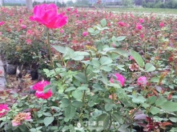 盆栽花卉黄叶现象及诊治方法