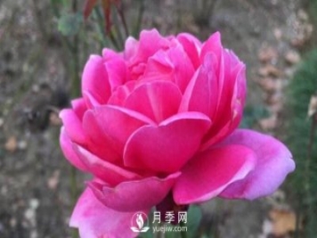 月季花如何舒蕾？
