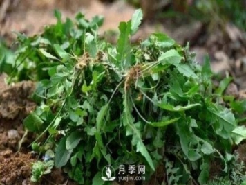 荠荠菜一年采收2季，生长期2个月，包饺子受热捧