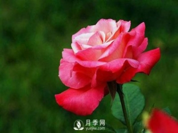 为什么有些苗木能抗得过冬季的严寒，却抗不过早春的倒春寒？
