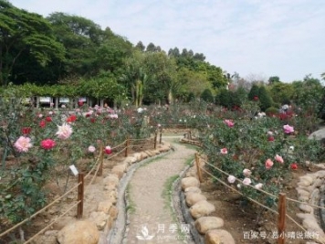 广州“五彩缤纷”的月季花园，开满全园，游客赞道太美了
