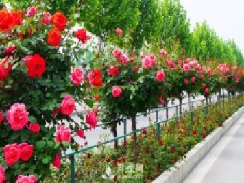 怎样给栽植树状月季施肥和各种抗性