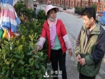 广西巴马：植树造林掀高潮苗木市场购销旺